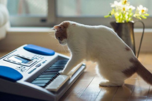 Pismena jedinstvena muzika sposobna za mačke privrženost Pismena jedinstvena muzika sposobna za mačke privrženost